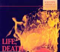 Image of Life, Death And The Immune System